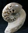 Polished Ammonite Fossil With Stone Base - Tall #20181-5